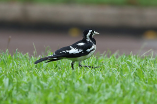Magpie-Lark.jpg