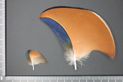 オシドリの隠れ銀杏羽: 自然の探求日誌