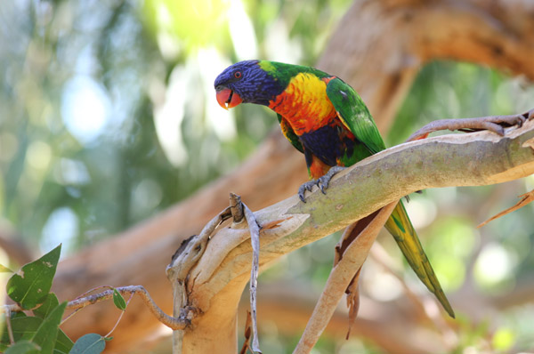 インコ＆オウム in Australia: 自然の探求日誌