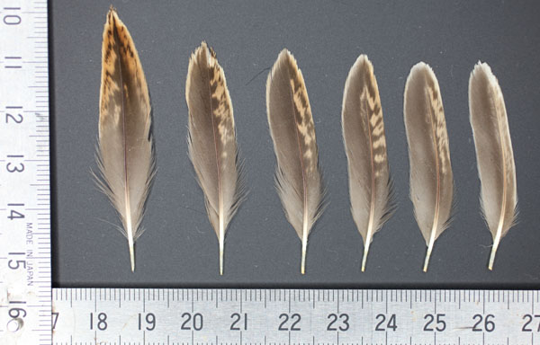 三番瀬に行こう！ その3 ～渡るシギ、チドリ～ | 房総鳥風（とり