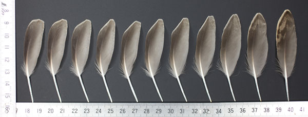 三番瀬に行こう！ その3 ～渡るシギ、チドリ～ | 房総鳥風（とり